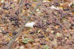 Zwarte appelbes